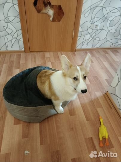 Фельш-Корги