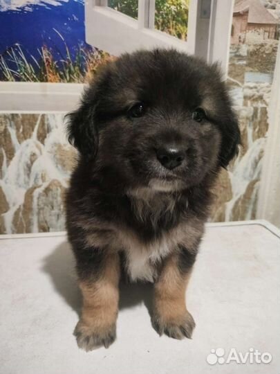 Щенки в добрые руки