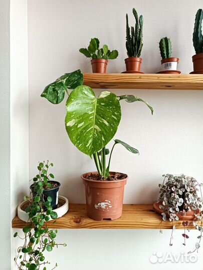 Монстера тайское созвездие