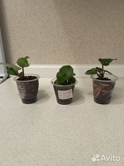 Фиалка ек-Голубоглазая Россия детки