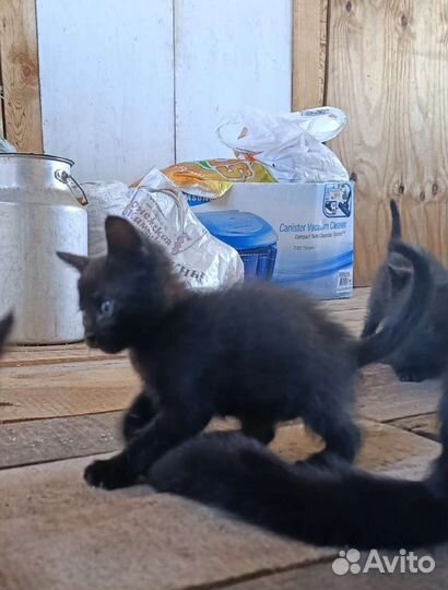 Котята чёрные