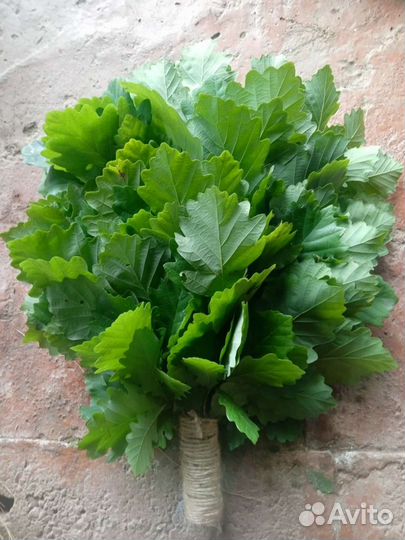 Дубовые веники