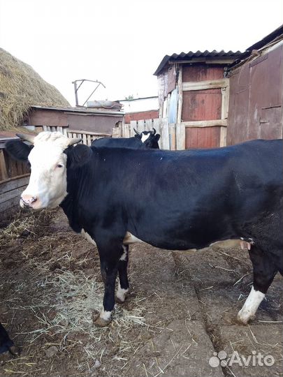 Телки стельные