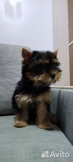 Щенки йоркширский терьер