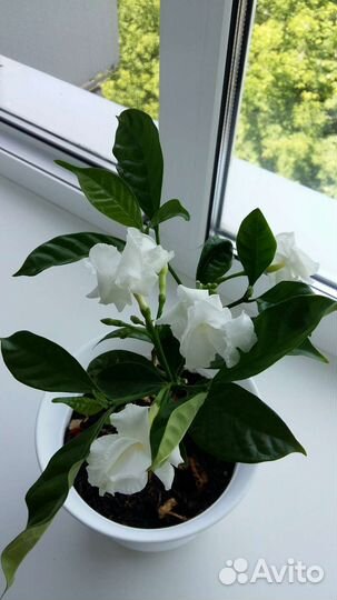 Замиокулькас