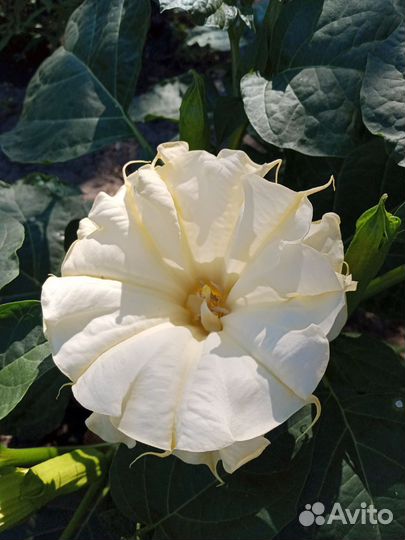 Семена монарды