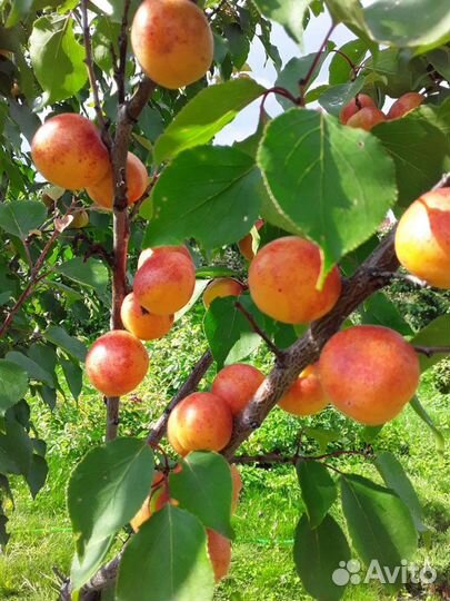 Саженцы абрикоса. Абрикос краснощекий