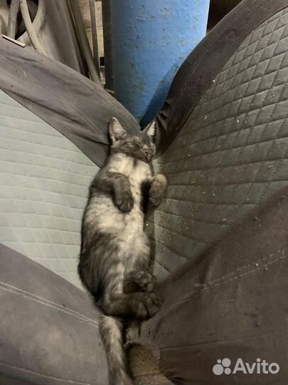 Отдам котенка