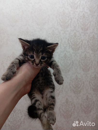 Отдаем котят в добрые руки