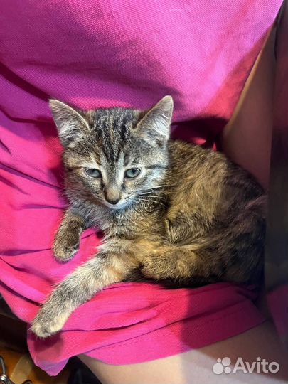 Европейская