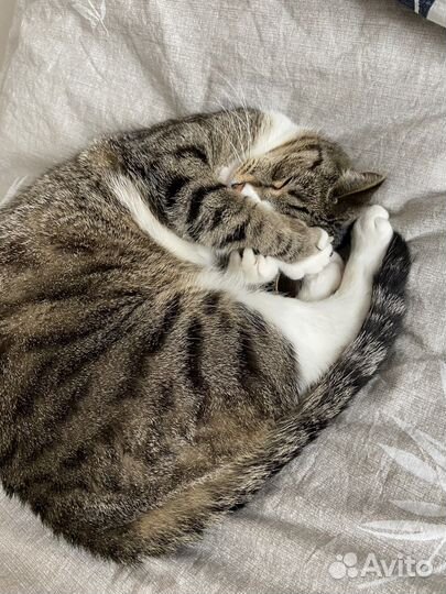 Ищу передержку для котика