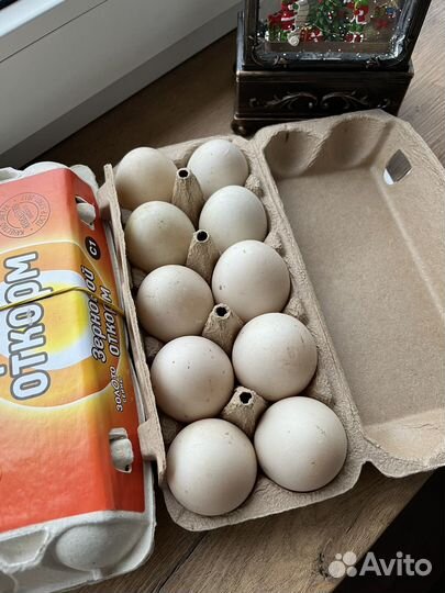 Яйца мускусной утки (индоутки)