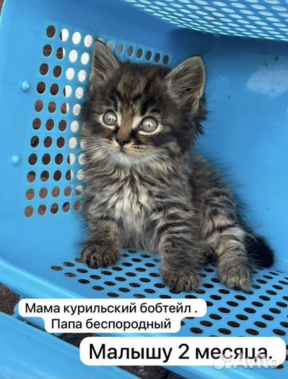 Кошки в добрые руки