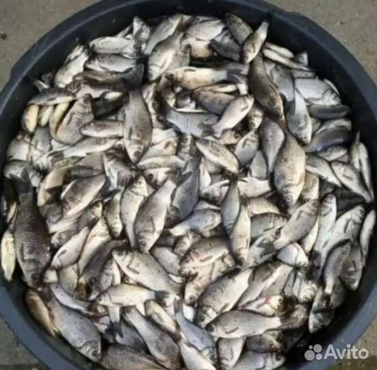 Живец карась