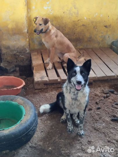 Собака в отлове