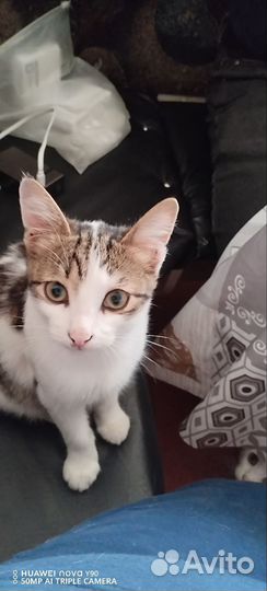 Котята отдам в добрые руки бесплатно