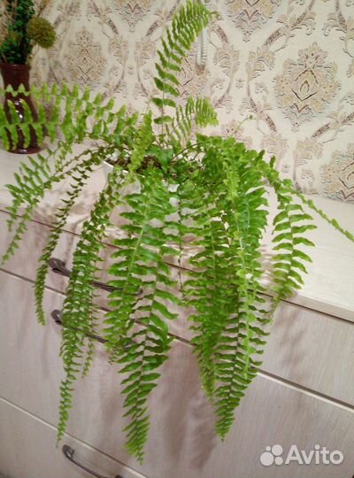 Нефролепис бостон