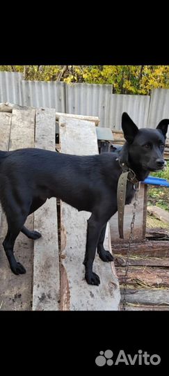 В добрые ручки