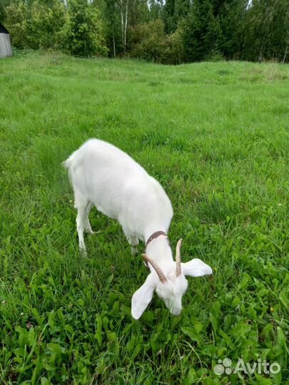 Козочка, 9 месяцев