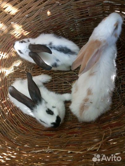 Продам молодняк на племя