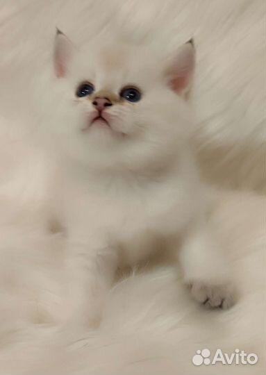 Британские котята