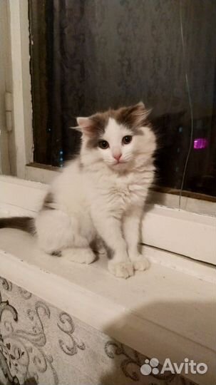 Котята (девочки) в добрые руки