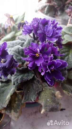 Фиалки продажа. Глоксинии