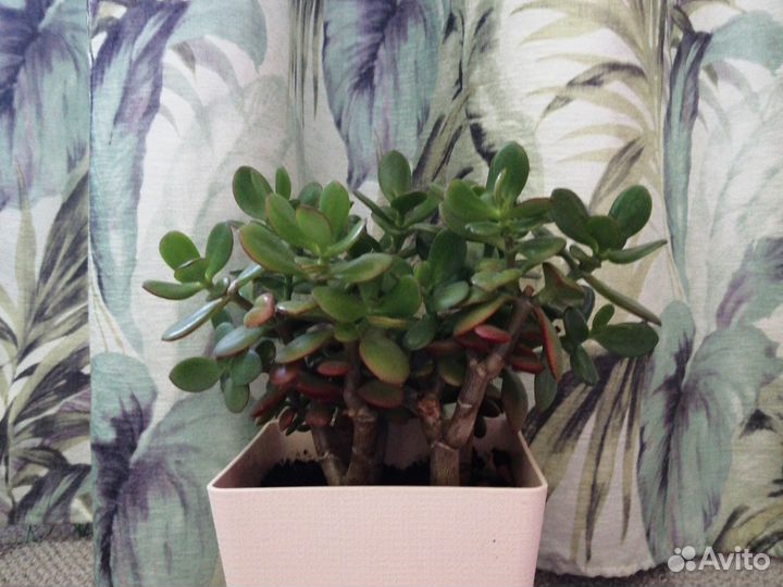 Крассула (денежное дерево) растение