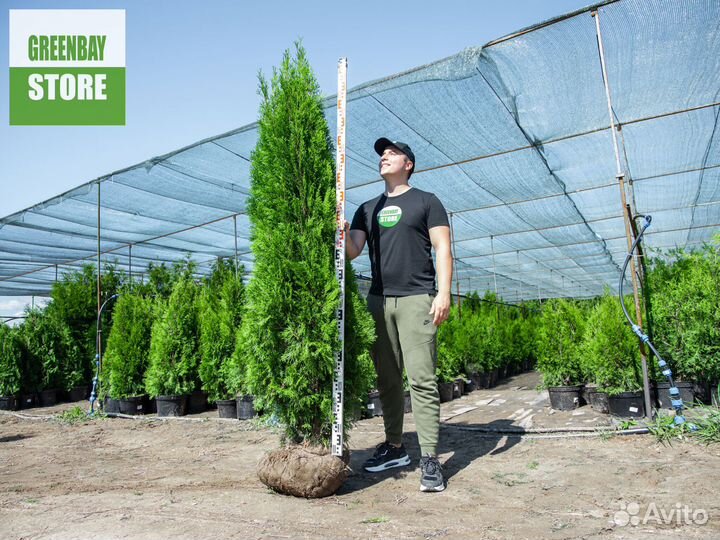 Туя смарагд 1,8 метра свежая копка 2023