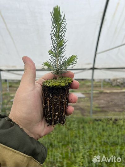 Консультации по зкс сеянцы Сосны и Ели Бизнес План