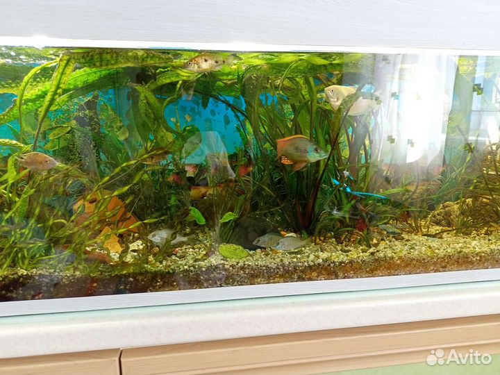 Аквариумные рыбки цихлиды