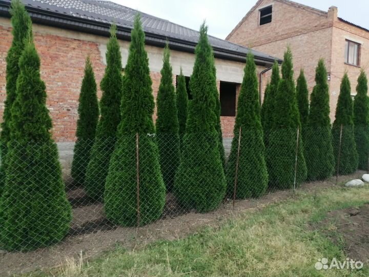 Туя смарагд 3м
