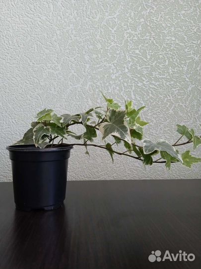 Плющ и монстера-манки