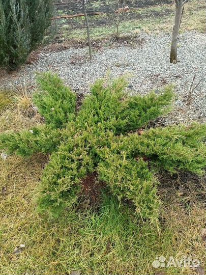 Обрезка деревьев, кустарников, винограда, хвойных