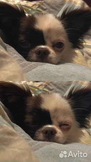 Чихуахуа мини