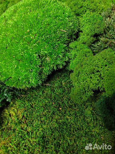 Стабилизированный мох кочка