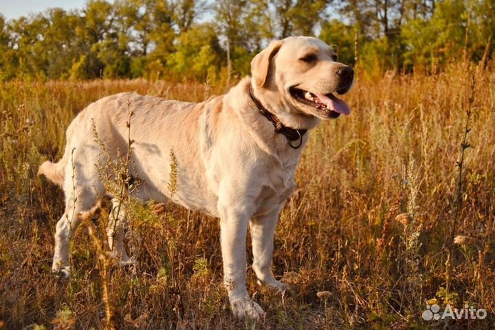 Кобель лабрадора вязка