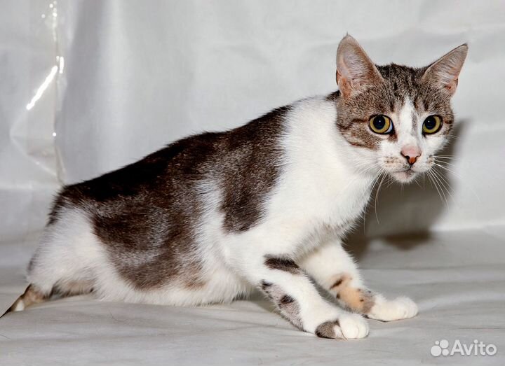 Нежная скромница ищет свое счастье