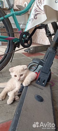 Котята отдам даром