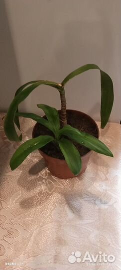 Комнатные цветы юкка