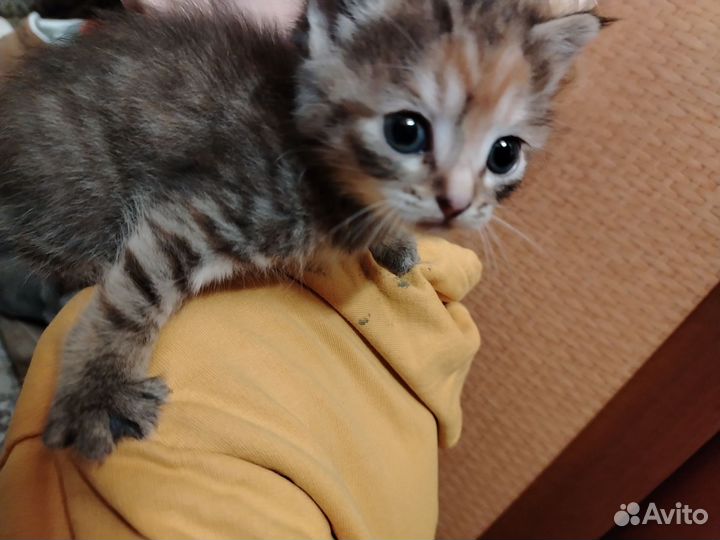 Шотландская