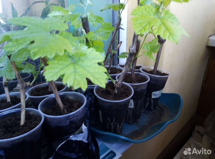 Саженцы винограда