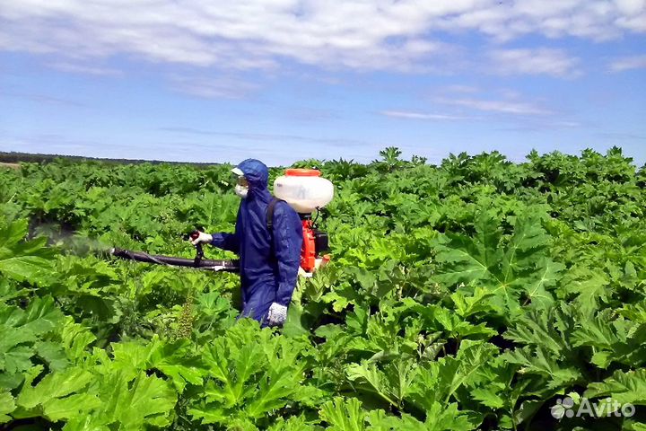 Уничтожение кротов клещей комаров ос борщевика