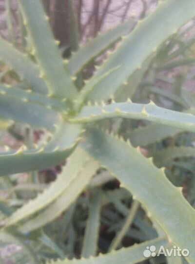 Алоэ 3 и 4 года