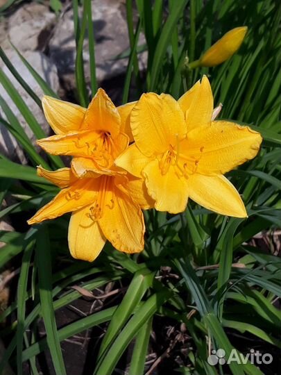 Цветы для сада