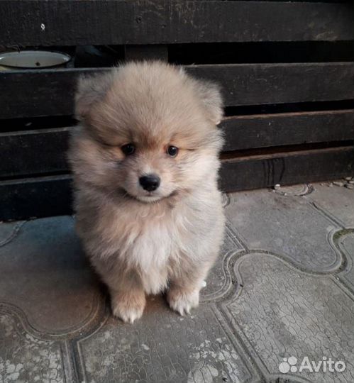 Щенки шпица
