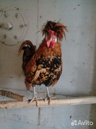 Куры несушки