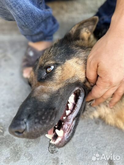 Лучший друг