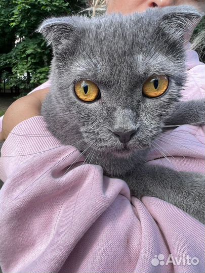 Котенок