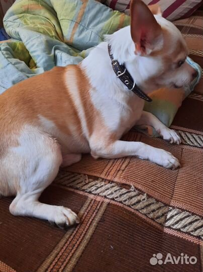 Отдаем чиха